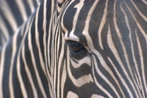 9496864225_e384a8485a_o