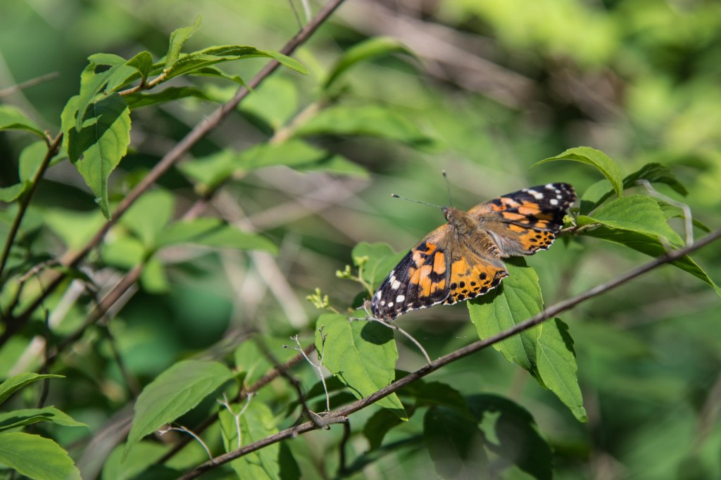 Hospice Butterfly Release